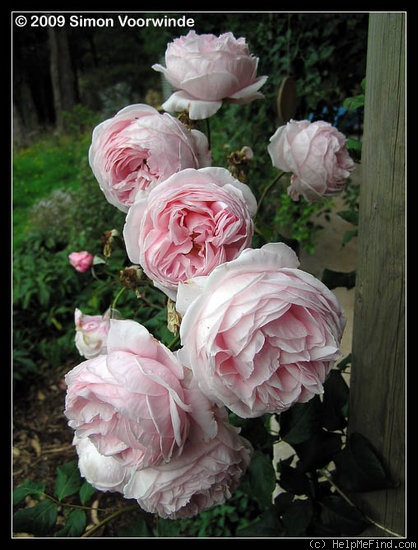 'Nahéma' rose photo