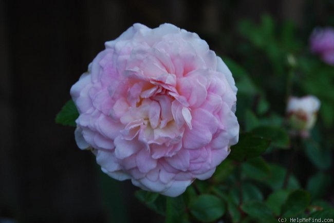 'Pink Soupert' rose photo