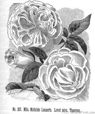 'Mademoiselle Mathilde Lenaerts' rose photo