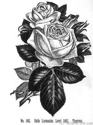 'Belle Lyonnaise (tea, Levet, 1869)' rose photo