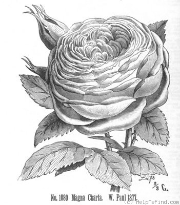 'Magna Charta' rose photo