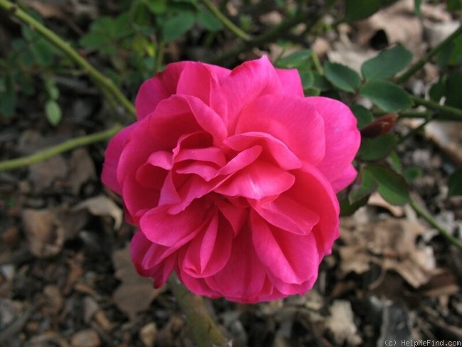 'Adam Messerich (Bourbon, Lambert 1920)' rose, click to enlarge 'Adam Messerich (Bourbon, Lambert 1920)' rose photo