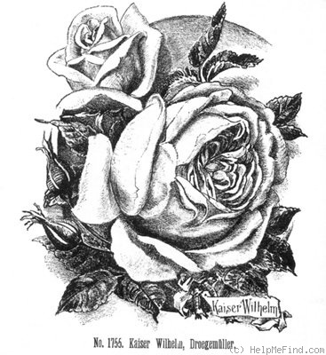 'Kaiser Wilhelm (tea, Drögemüller, 1888)' rose photo