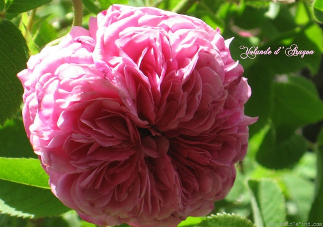 'Yolande d'Aragon' rose photo