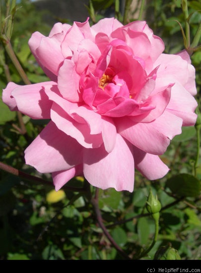 'Rosy Morn (floribunda, Duehrsen, 1948)' rose photo