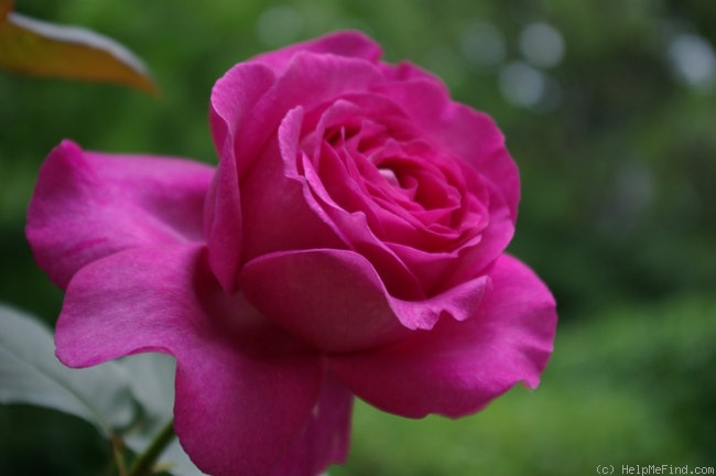 'Chartreuse de Parme' rose, click to enlarge 'Chartreuse de Parme' rose photo