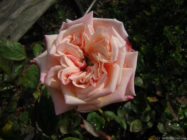 'Souvenir d'un Ami (tea, Bélot-Défougère, 1844)' rose photo