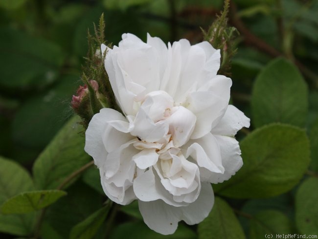 'Quatre Saison Blanc Mousseau' rose photo