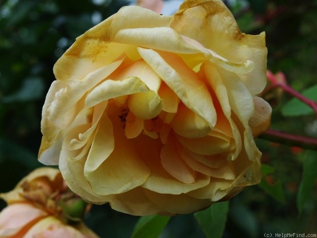 'Rêve d'Or' rose photo