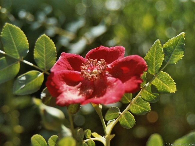 '<i>Rosa moyesii</i> 'Geranium'' rose photo