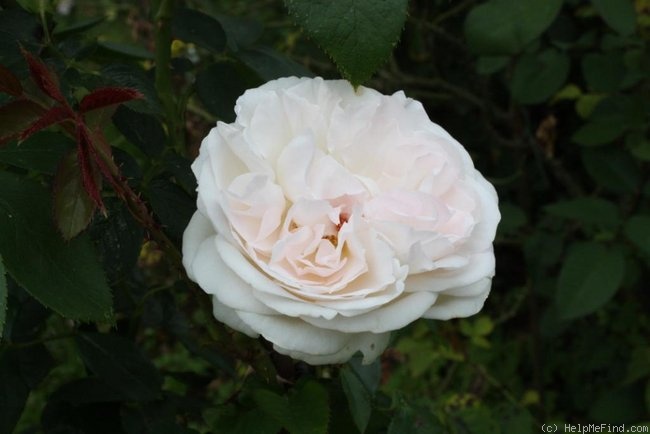 'Sebastian Kneipp ™' rose photo