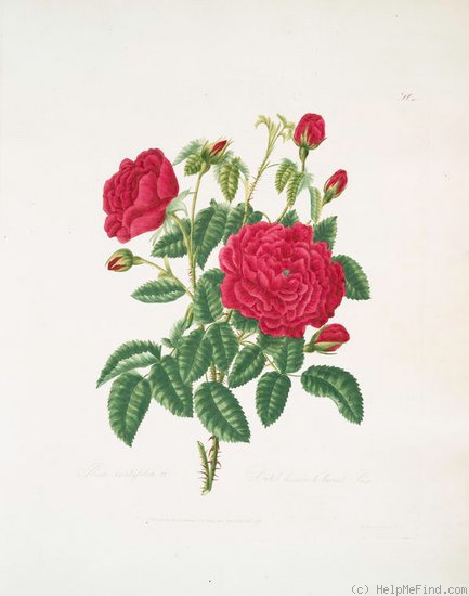 'Dutch hundred-leaved' rose photo