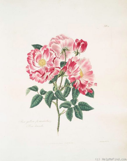 '<i>Rosa gallica</i> var. <i>versicolor</i> L.' rose photo