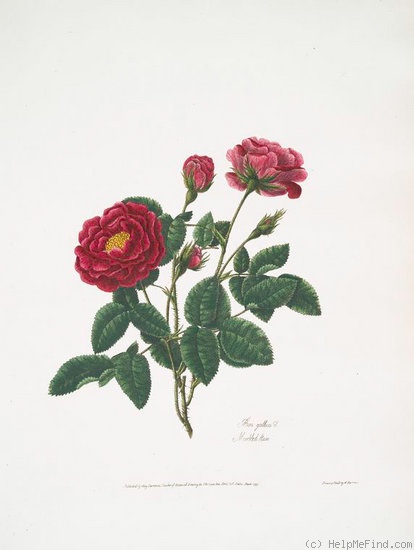 'Marbled (gallica)' rose photo