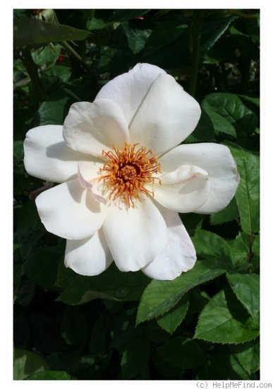 'Arahan' rose photo