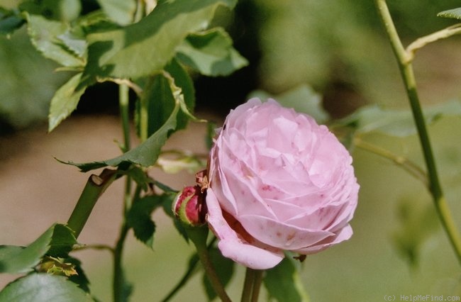 'Princesse Marie Dolgorouky' rose photo