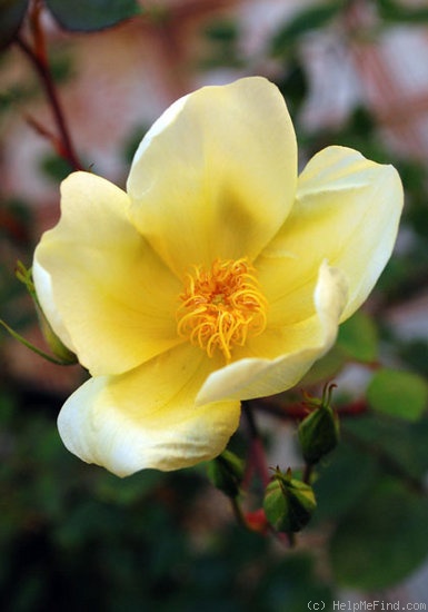 'Yellow Mutabilis (China, Beales, 2008)' rose photo