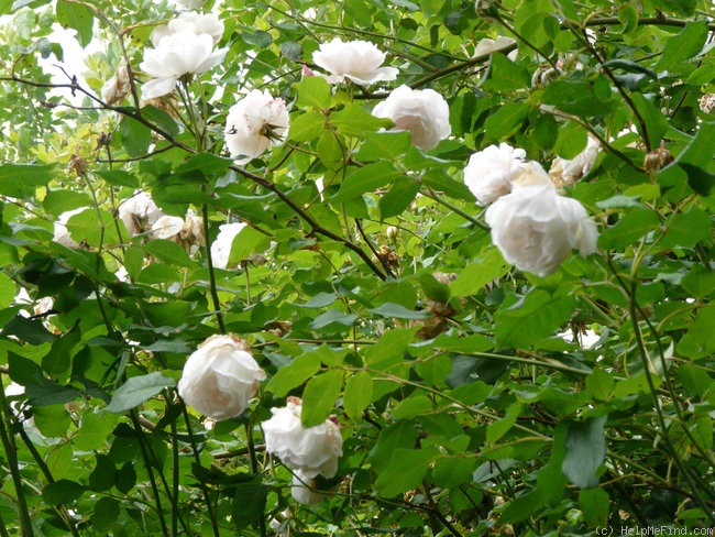 'Madame Alfred Carrière (Noisette, Schwartz, 1875)' rose photo