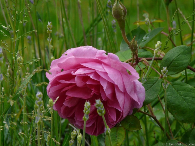 'John Clare ®' rose photo