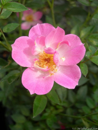 'CARXLEB' rose photo