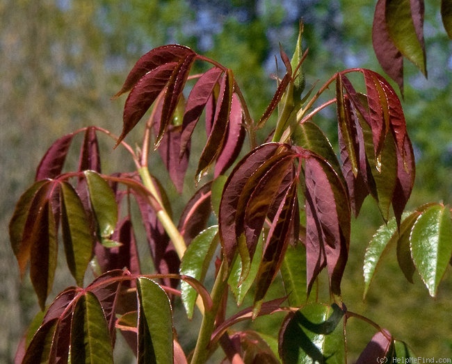 '<i>Rosa gigantea</I> Collett ex Crépin' rose photo