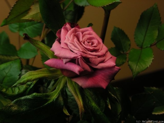 'Dejá Blu ™' rose photo