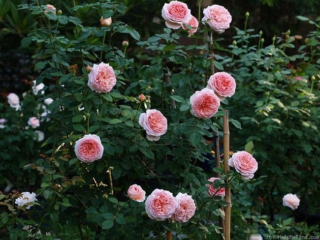 'Abraham Darby' rose, click to enlarge 'Abraham Darby' rose photo