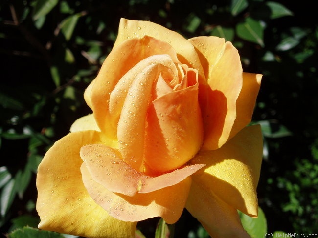 'Vienna Charm' rose photo