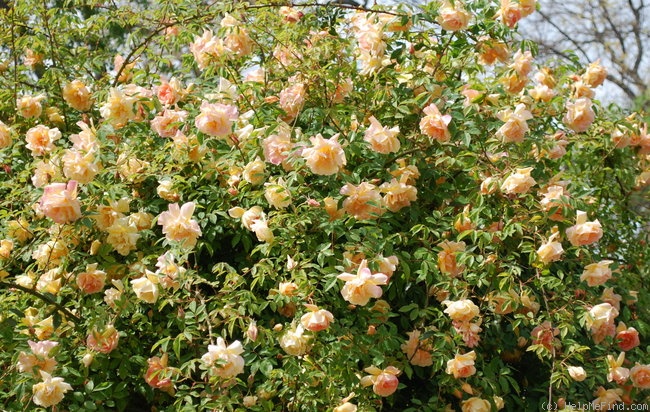 'Fortune's Double Yellow' rose photo