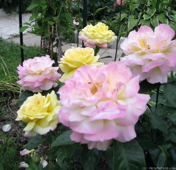 'Gloria Dei' rose photo