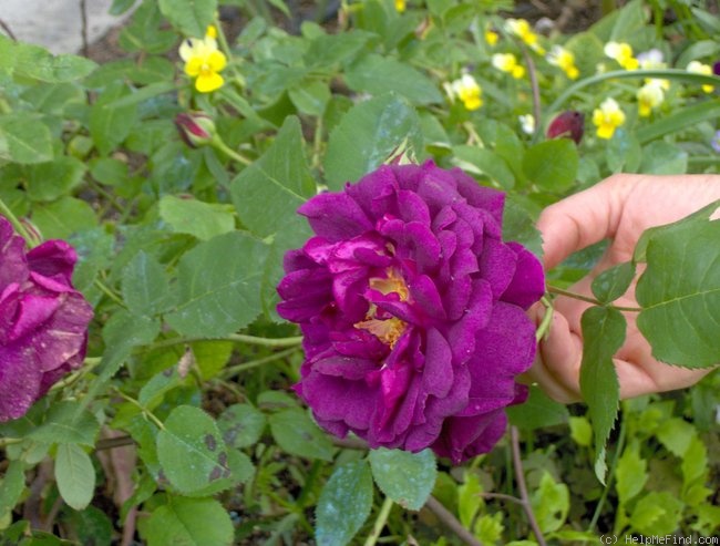 'Chianti' rose photo