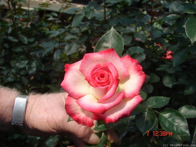 'Baldo Villegas' rose photo