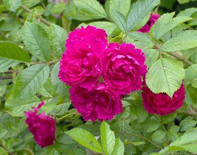 'F. J. Grootendorst (Rugosa, De Goey, 1918)' rose photo