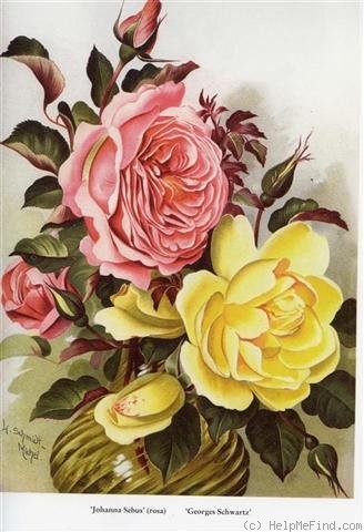 'Georges Schwartz (tea, Schwartz, 1899)' rose photo