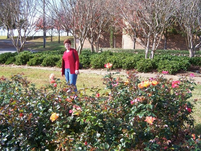 'Tyler Rose Garden'  photo