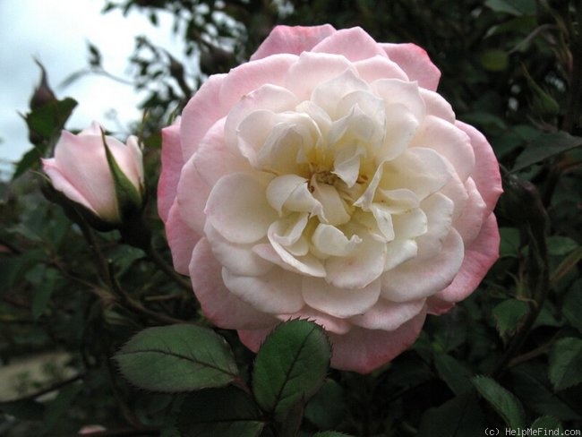 'Edna Marie' rose photo