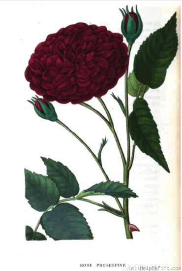 'Proserpine (bourbon, Lebougre, 1841)' rose photo