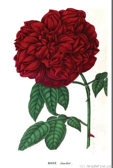 'Souchet (bourbon, Souchet, 1842)' rose photo