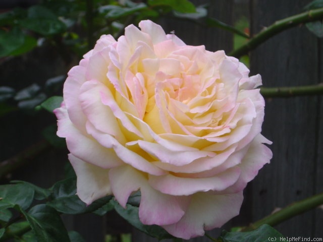 'Peace, Cl.' rose photo