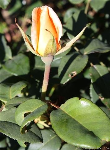'Lady Huntingfield' rose photo