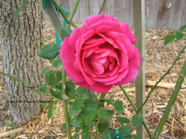 'American Beauty, Cl.' rose photo