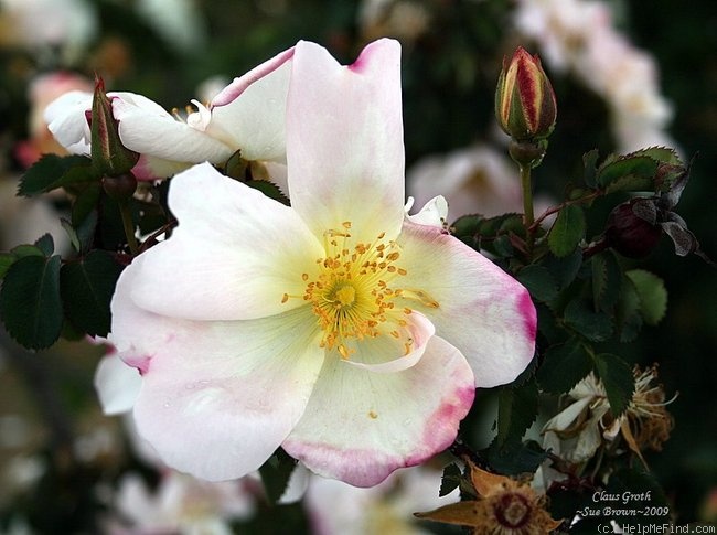 'Claus Groth' rose photo