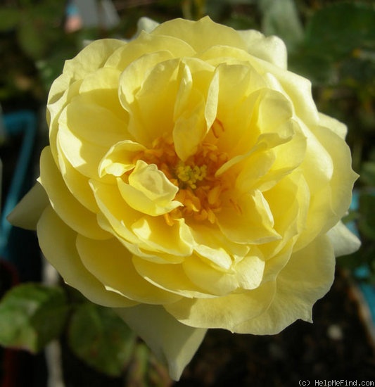 'ARBXGOBDOB' rose photo
