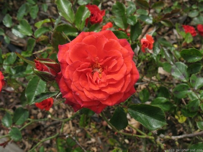 'Razzmatazz' rose photo