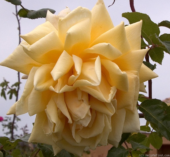 'Dr. Brownell' rose photo