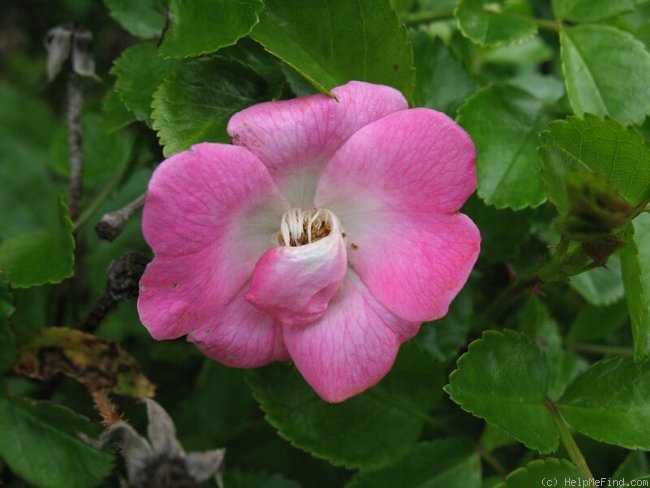 'Pink Redundant' rose photo