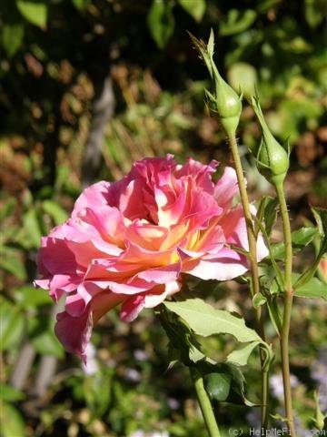 'Talisman (hybrid tea, Montgomery 1929)' rose photo