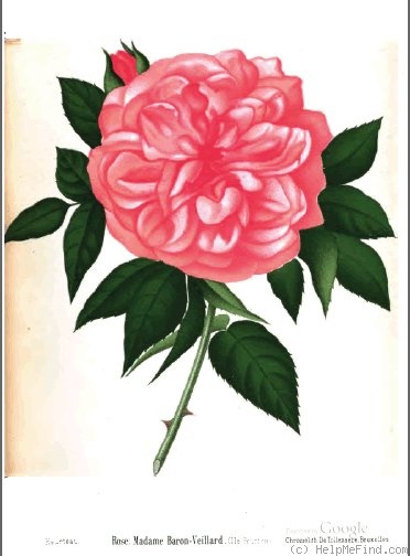 'Madame Baron-Veillard' rose photo