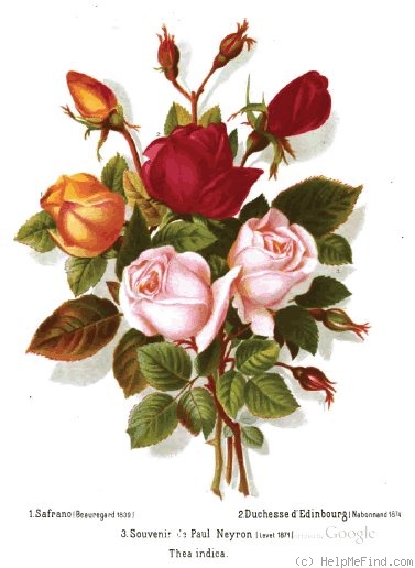 'Duchess of Edinburgh (tea, Nabonnand, 1874)' rose photo