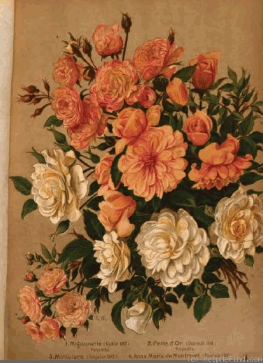 'Anna-Maria de Montravel' rose photo